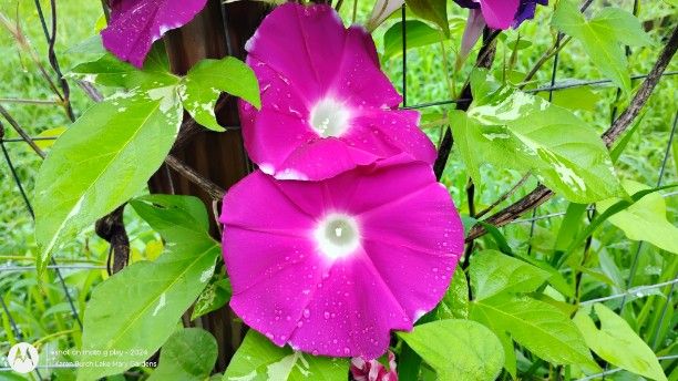 Pink Japanese Morning Glory