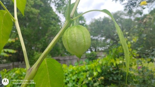 Giant Tomatillo