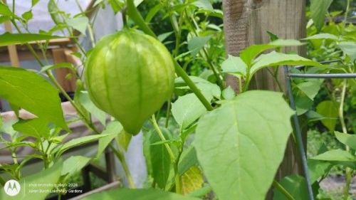 Giant Tomatillo