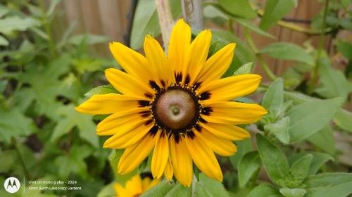 Burgundy and Yellow Blackeyed Susans