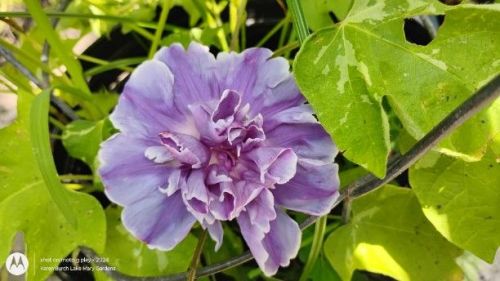Botan Japanese Morning Glory