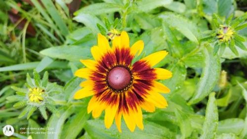 Burgundy and yellow Blackeyed Susans
