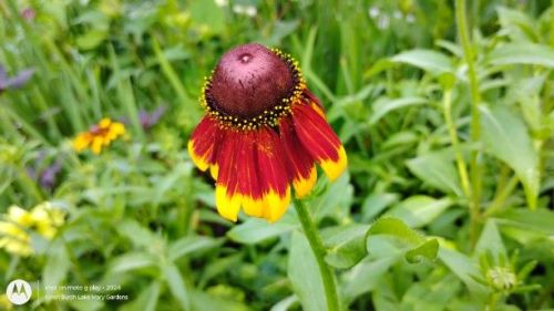 Black Eyed Susan Red and Yellow
