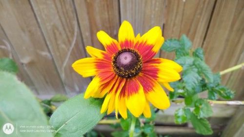 Black Eyed Susan Red and Yellow