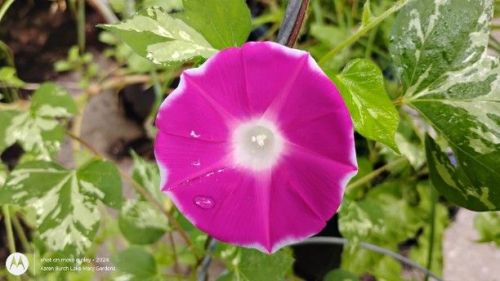 Miniature Japanese Morning glory pink with thin white picotee