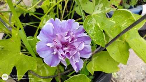 Botan Japanese Morning Glory