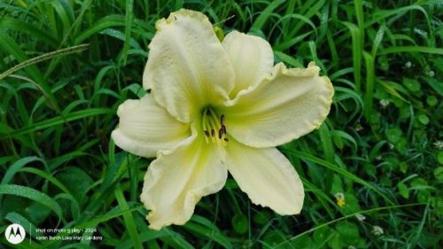 Light Yellow Daylily Seedling