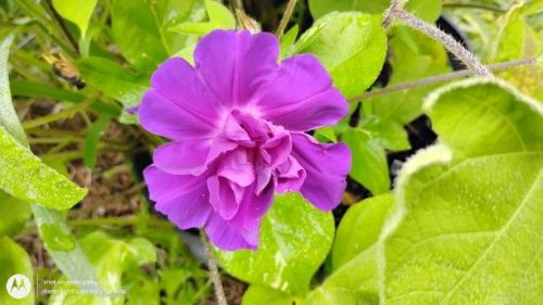 Botan Japanese Morning Glory