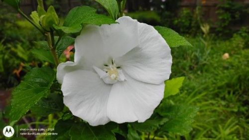 Rose of Sharon Seedling