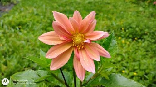 Dahlia Seedling