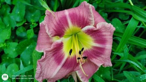 Daylily Seedling