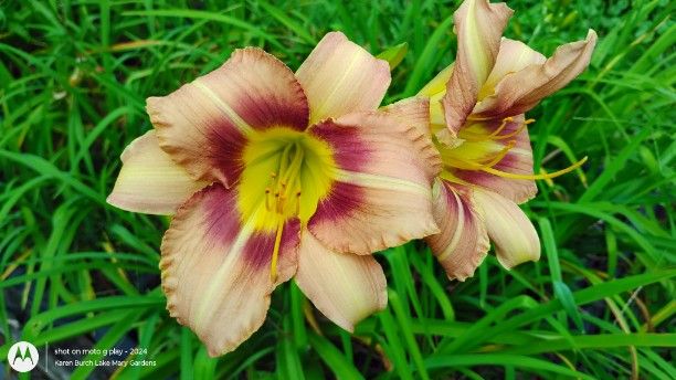 Seedling
