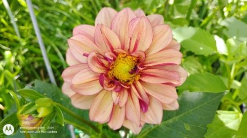 Dahlia from grab bag (WM store)probably a cull plant from a dahlia breeder