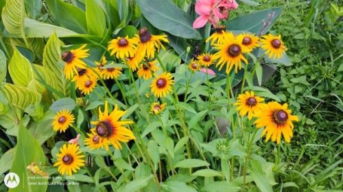 Burgundy and yellow Blackeyed Susans