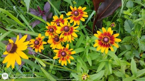 Burgundy and yellow Blackeyed Susans