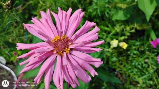 Pink Cactus Zinnia