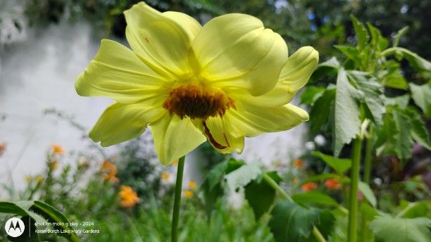 Dahlia seedling reverting to single
