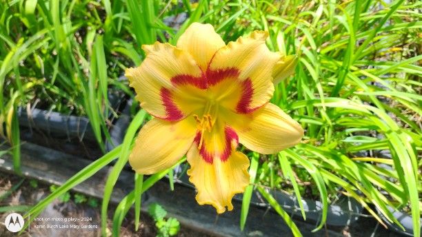 Bright yellow and red Building on Tradition Seedling