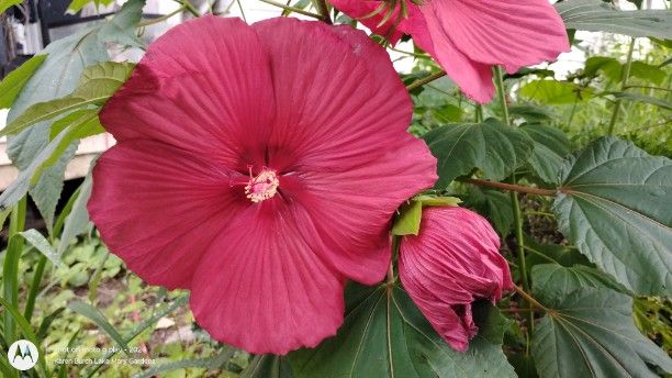 Hardy Hibiscus big red bloom