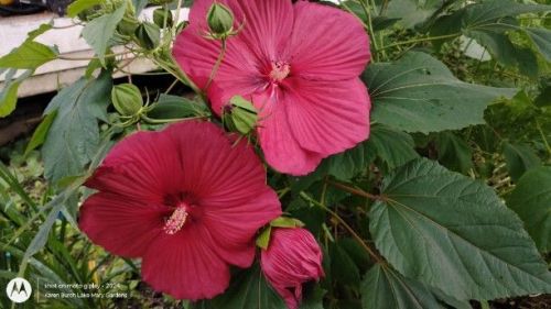 Big Red hardy hibiscus