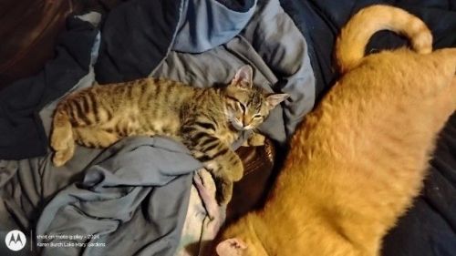 Sweet eyes American Bobtail (Mister Bean)