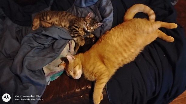 American bobtail kitten and red tabby cat sleeping
