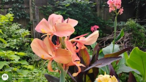 Peach Swirl Canna Lily
