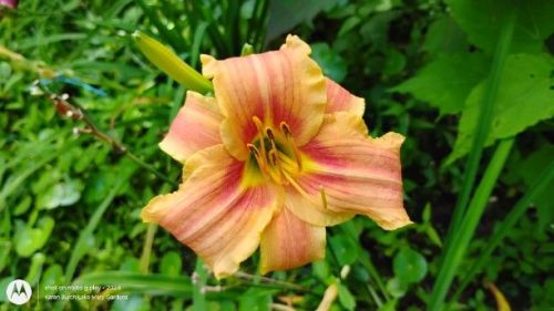 Peach Stripey Miniature Daylily seedling