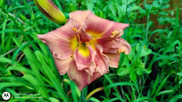 Double Daylily Coffee Frenzy