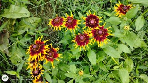 Burgundy and yellow Blackeyed Susans