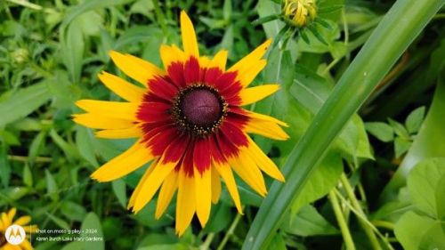 Burgundy and yellow Blackeyed Susans