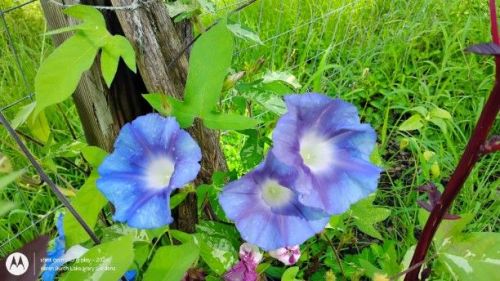 Large Flower Blue Japanese Morning Glory