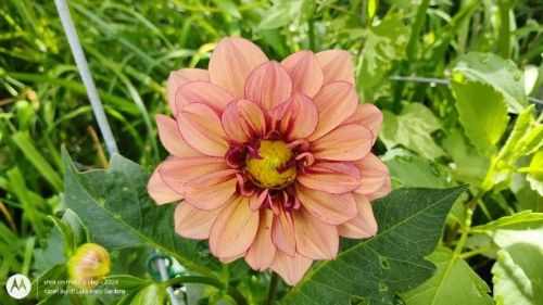 Grab bag dahlia