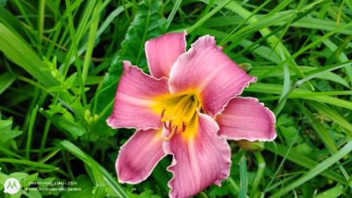 Pink Miniature daylily seedling