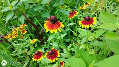Burgundy and yellow Blackeyed Susans