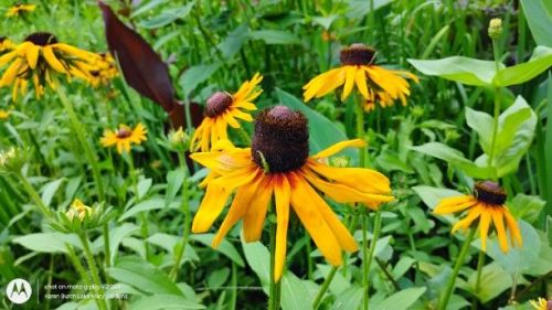 Burgundy and yellow Blackeyed Susans