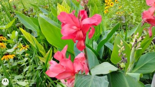 Pink Canna Lilies