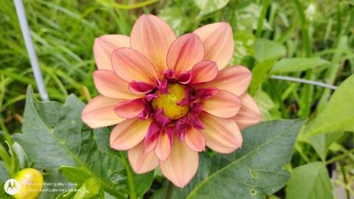 Grab Bag Dahlia