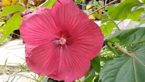 Big Red Hardy Hibiscus