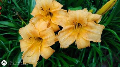 Gold Daylily Seedlings