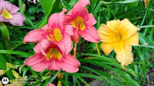 Pink and yellow daylilies
