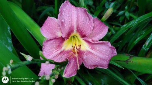 Lavender Daylily