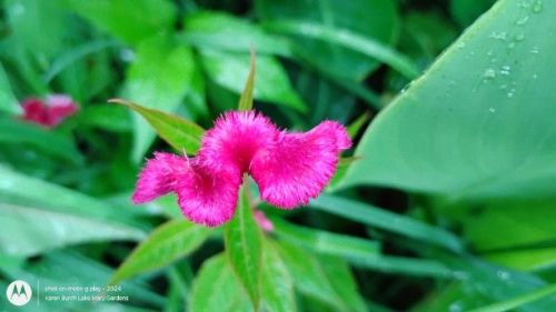 Close up of pink celosia