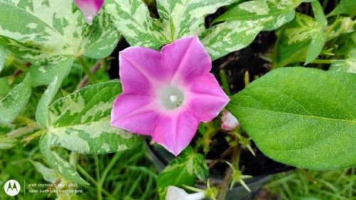 Dwarf Japanese Morning glory