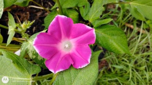 Dwarf Japanese Morning glory