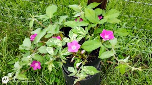 Miniature Dwarf Japanese Morning Glory