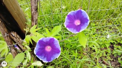 Large flower Japanese morning glory Star of India