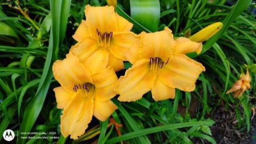 Better picture of Gold Daylily seedling