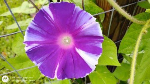 Large Flower Japanese Morning Glory