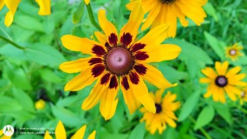 Black Eyed Susan Red and Yellow